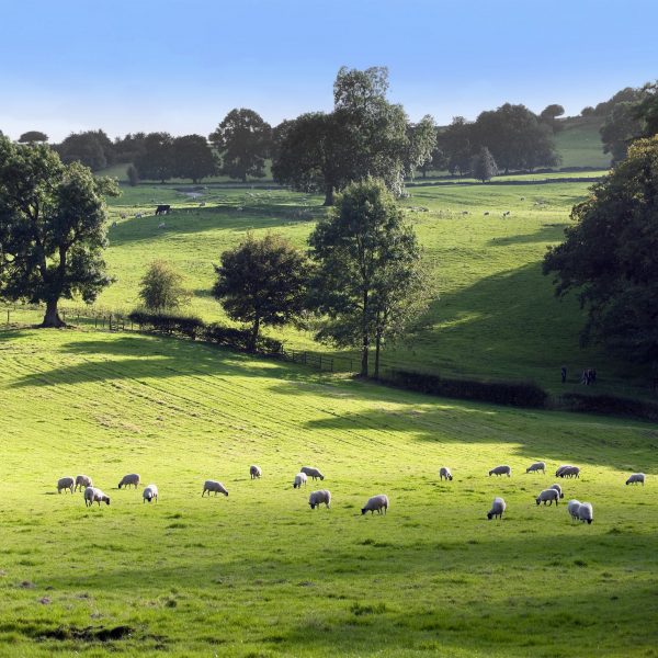 AHDB Carcass Classification division