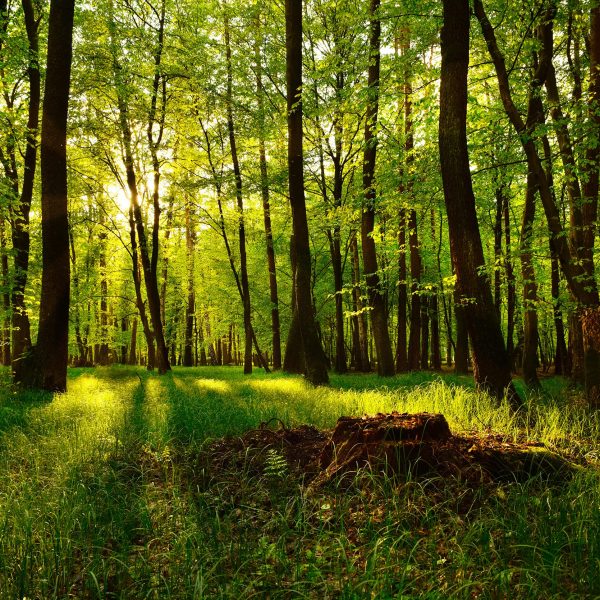 Sentio advises on sale of Renewable Heat Generation Ltd to Kyotherm SAS